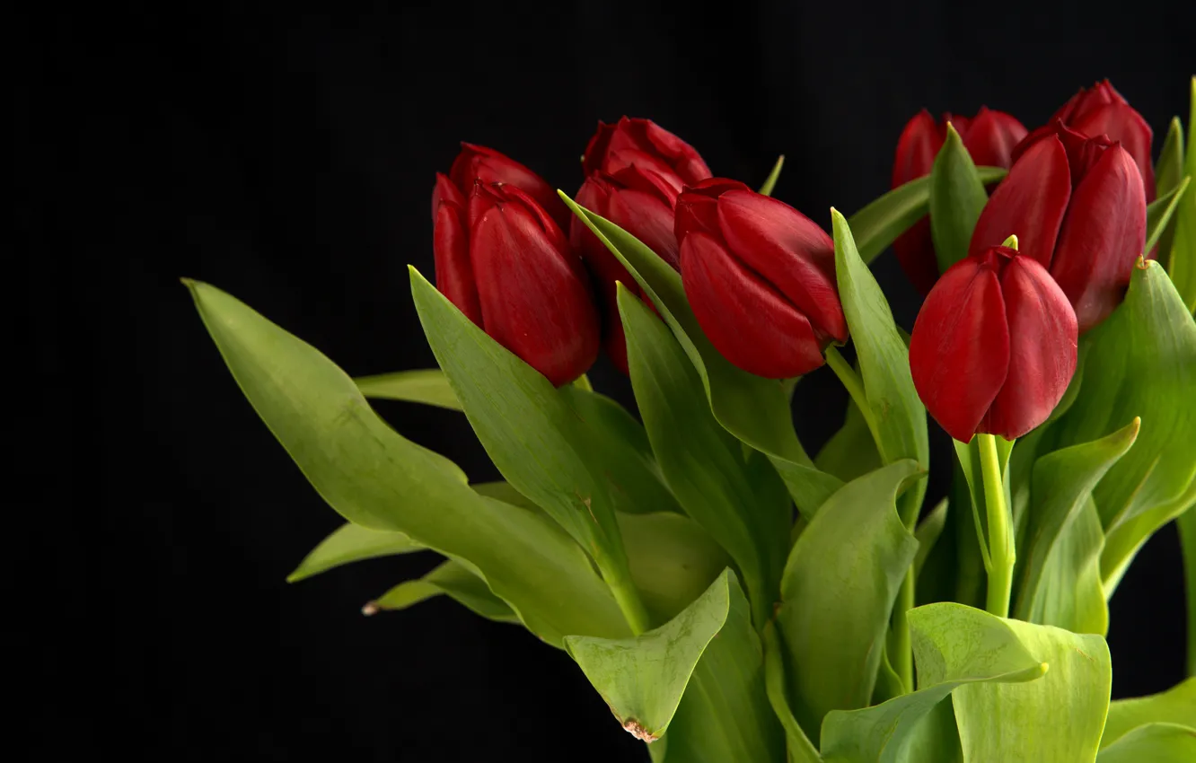 Photo wallpaper leaves, flowers, bouquet, tulips, red, black background, buds