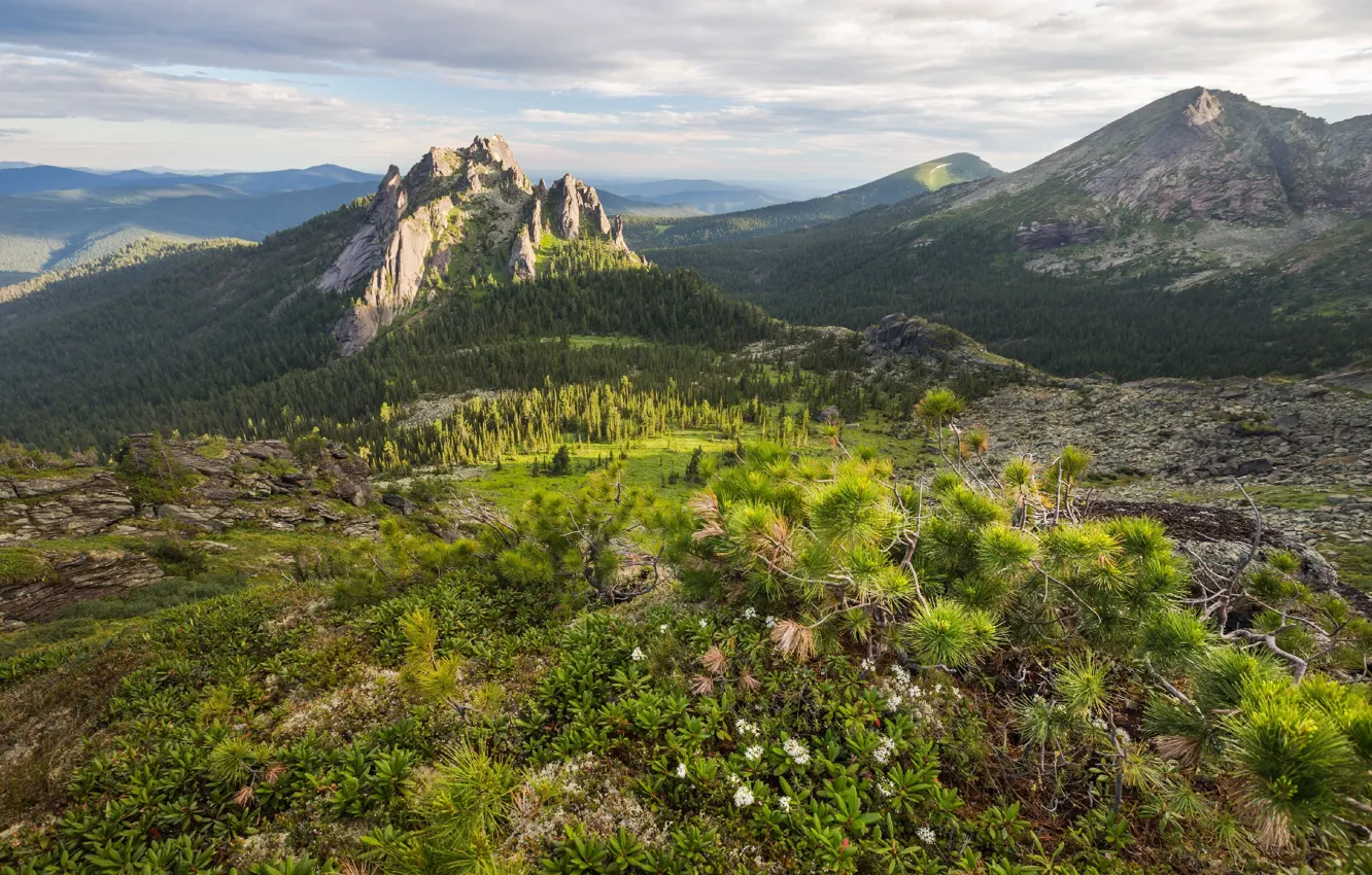 Photo wallpaper forest, landscape, mountains, nature, Park, morning, reserve, Ergaki