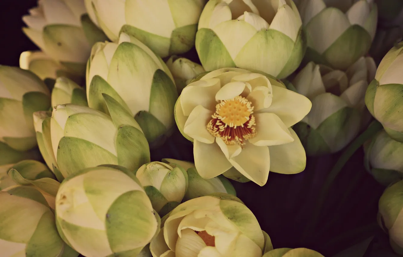 Photo wallpaper flowers, petals, white