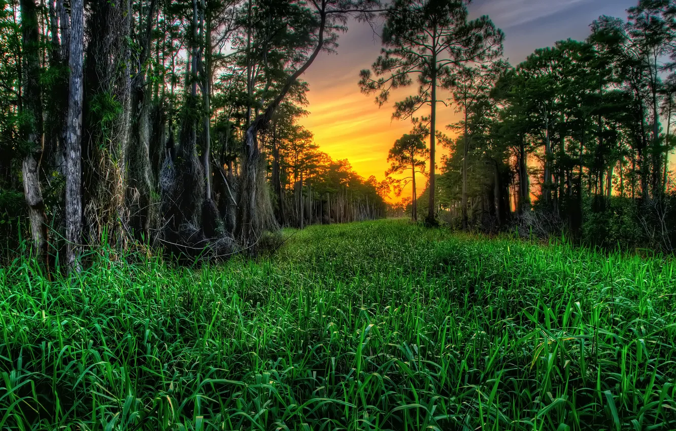 Photo wallpaper grass, trees, sunset, cypress