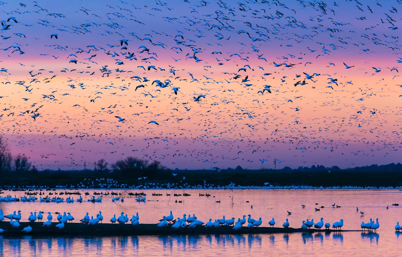 Photo wallpaper birds, nature, pack, the evening, glow, pond