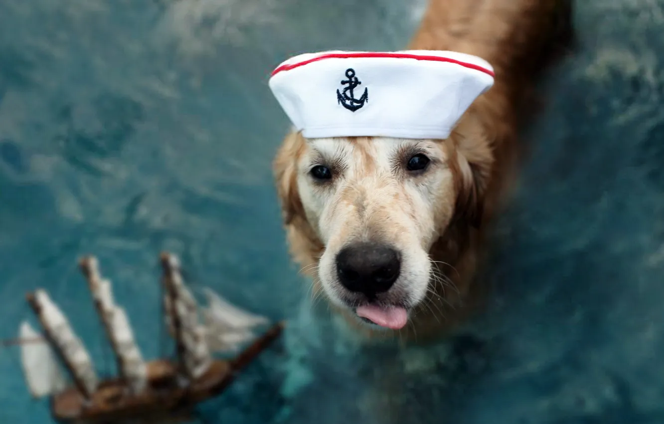 Photo wallpaper look, dog, captain