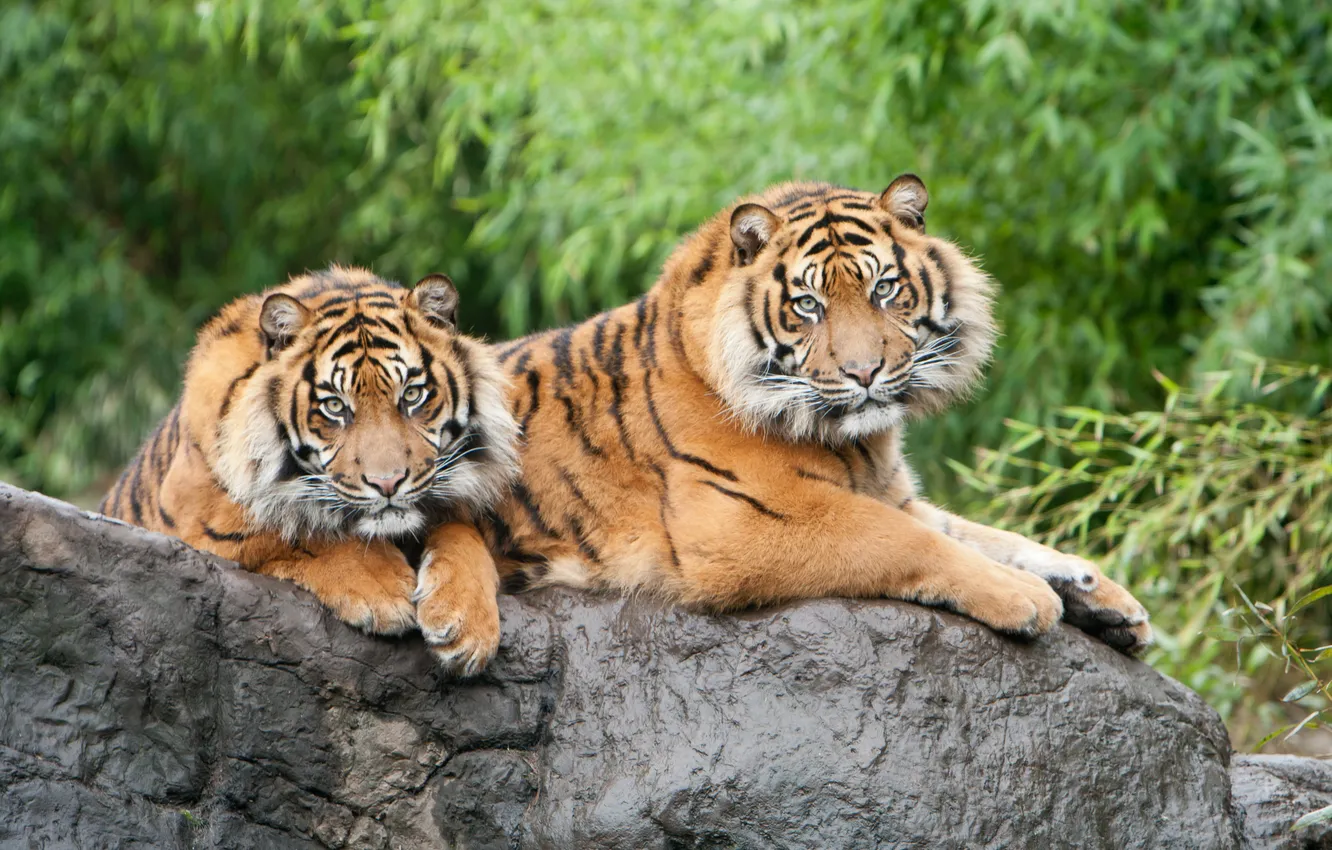 Photo wallpaper cats, stone, pair, tigers