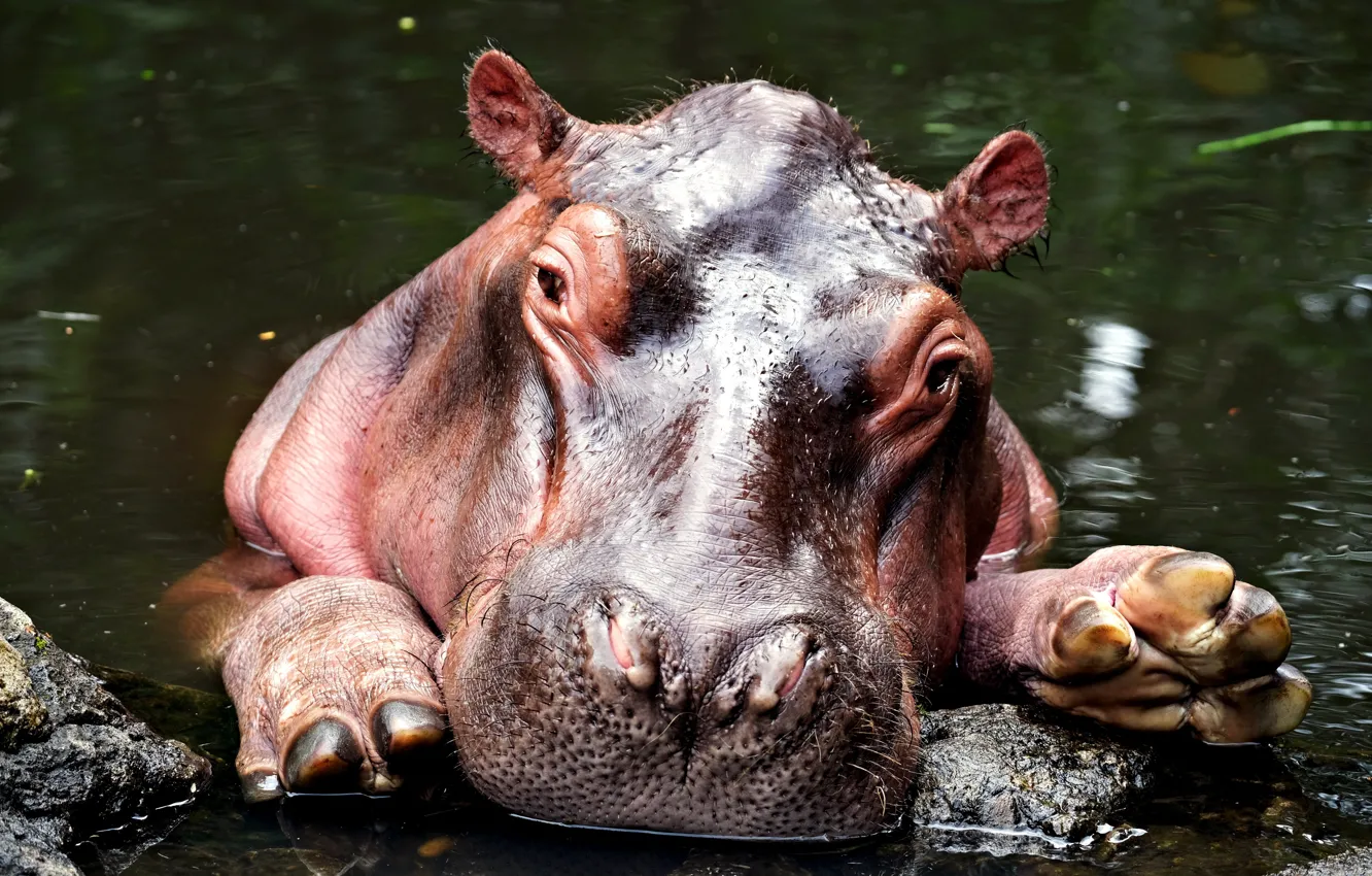 Photo wallpaper face, Hippo, cub, Hippo