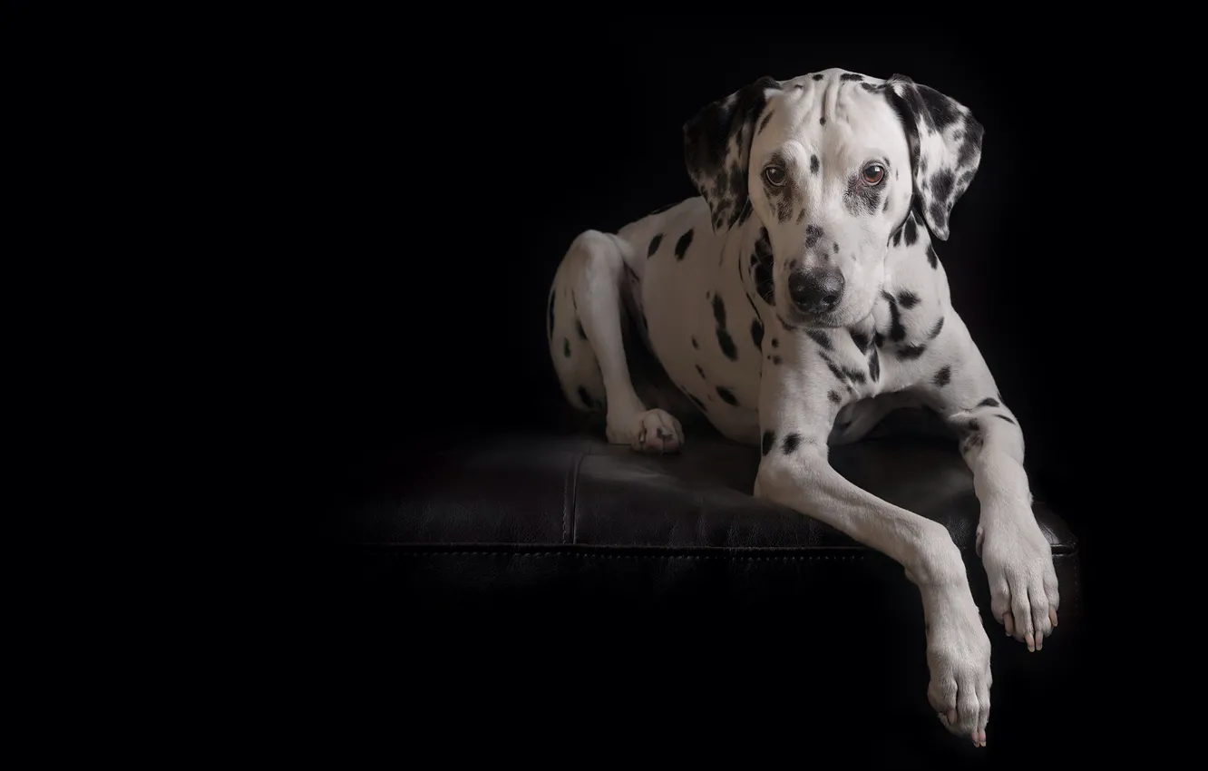 Photo wallpaper look, portrait, dog, paws, black background, Dalmatian