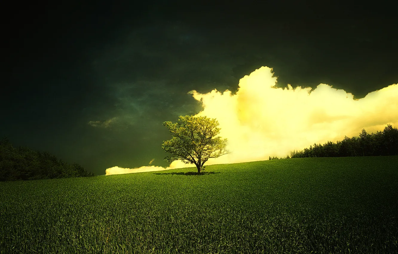 Photo wallpaper grass, clouds, nature, tree, horizon, shadows