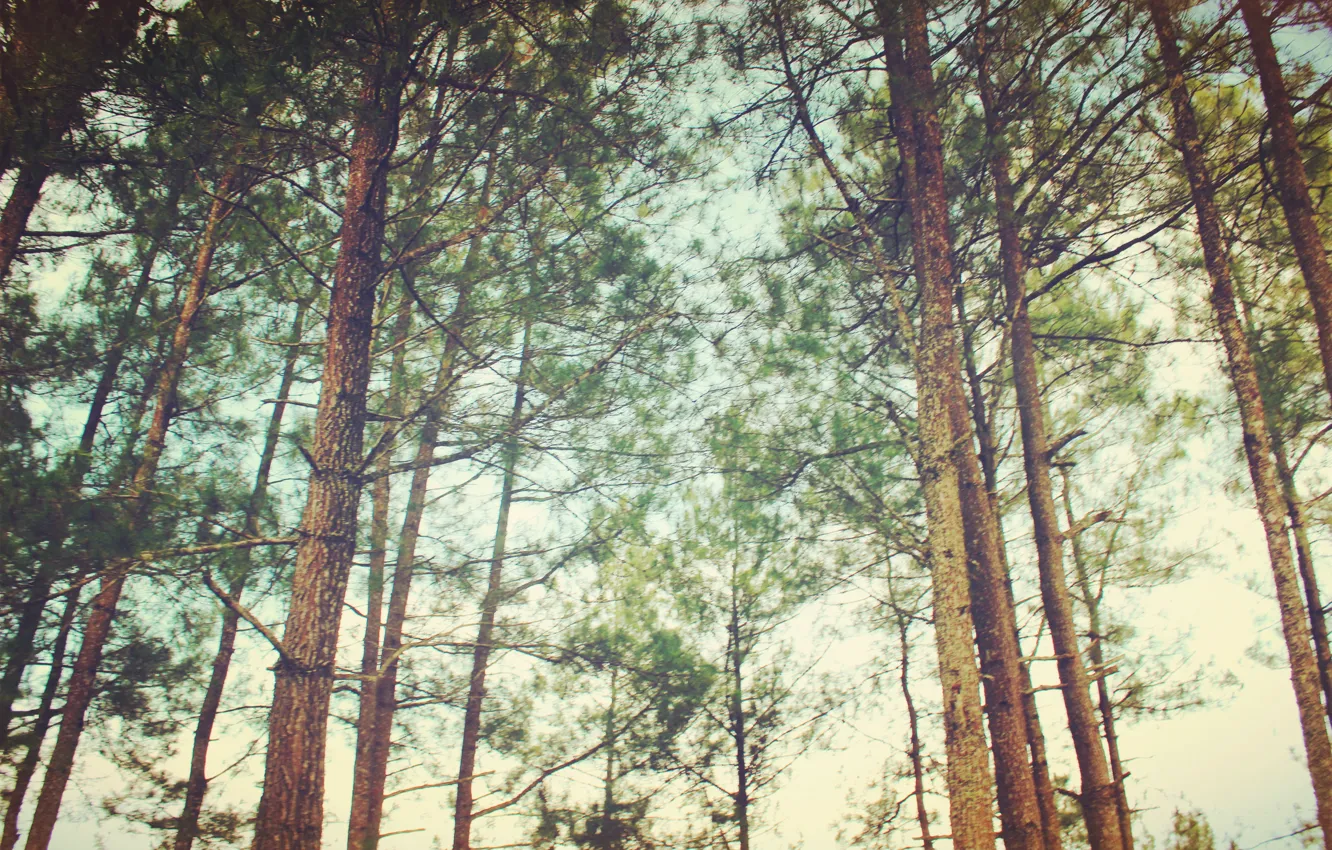 Photo wallpaper forest, sky, tree