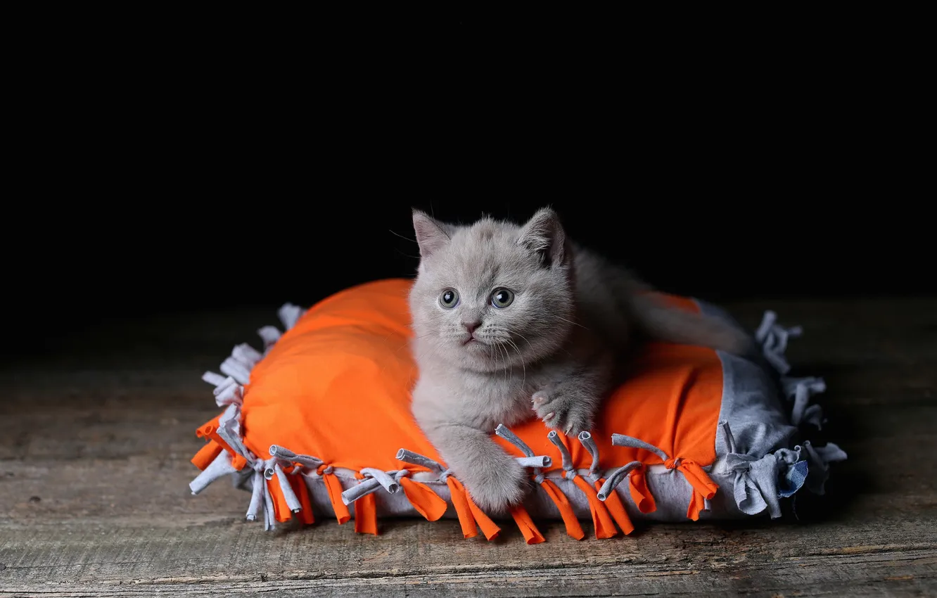 Photo wallpaper cat, look, kitty, orange, lies, pillow, black background, face
