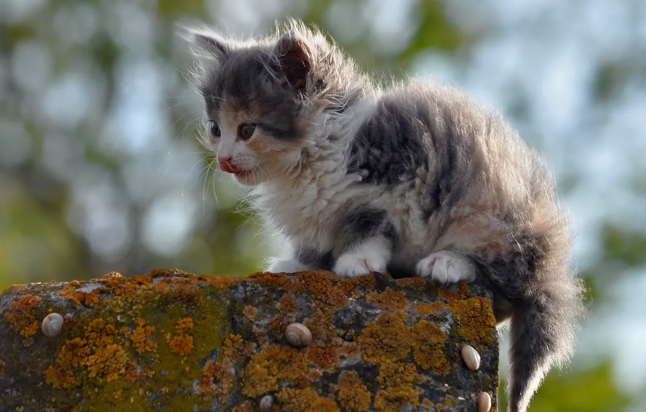 Photo wallpaper cat, nature, background