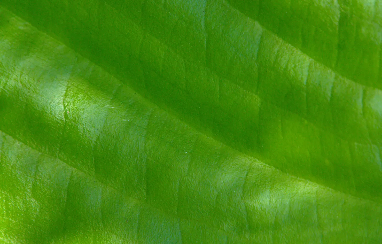 Photo wallpaper macro, light, nature, sheet, green