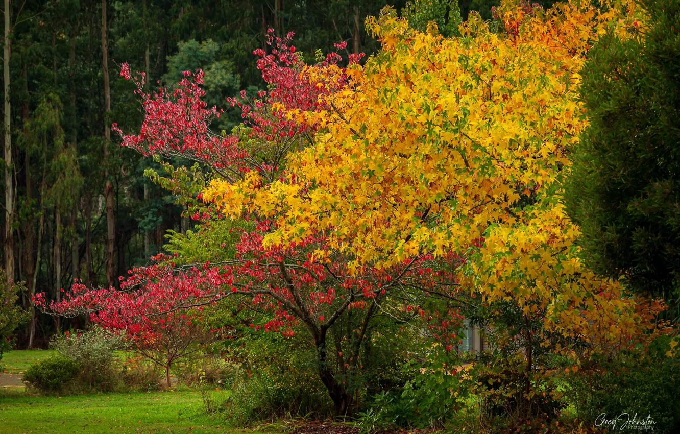 Photo wallpaper autumn, grass, leaves, trees, Park, Australia, Victoria, Marysville