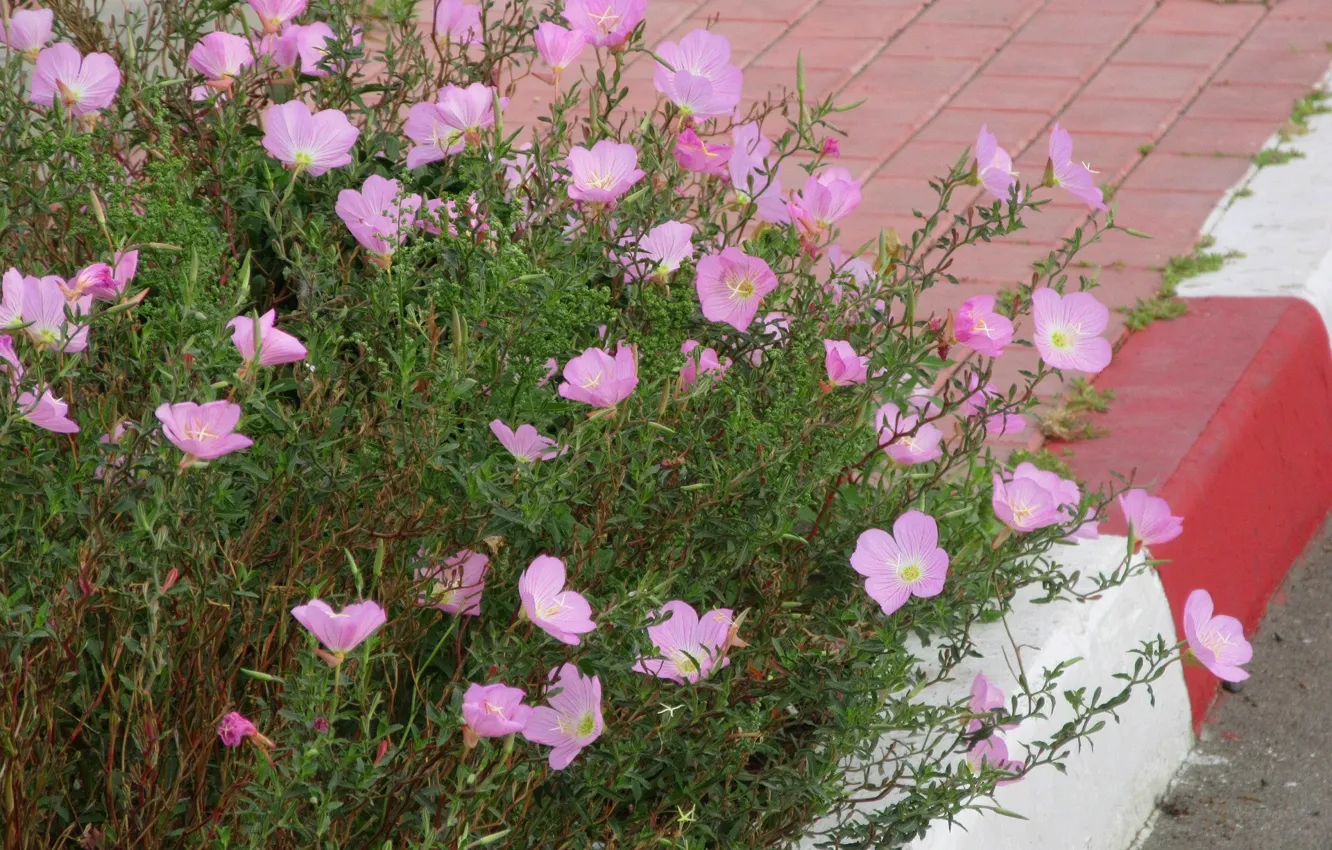 Photo wallpaper pink flowers, Meduzanol ©, Summer 2018