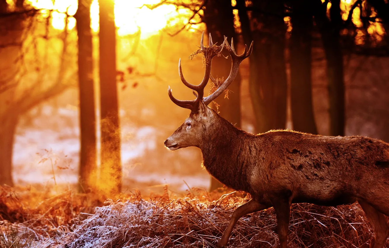 Photo wallpaper autumn, forest, the sun, light, glare, deer, horns, profile