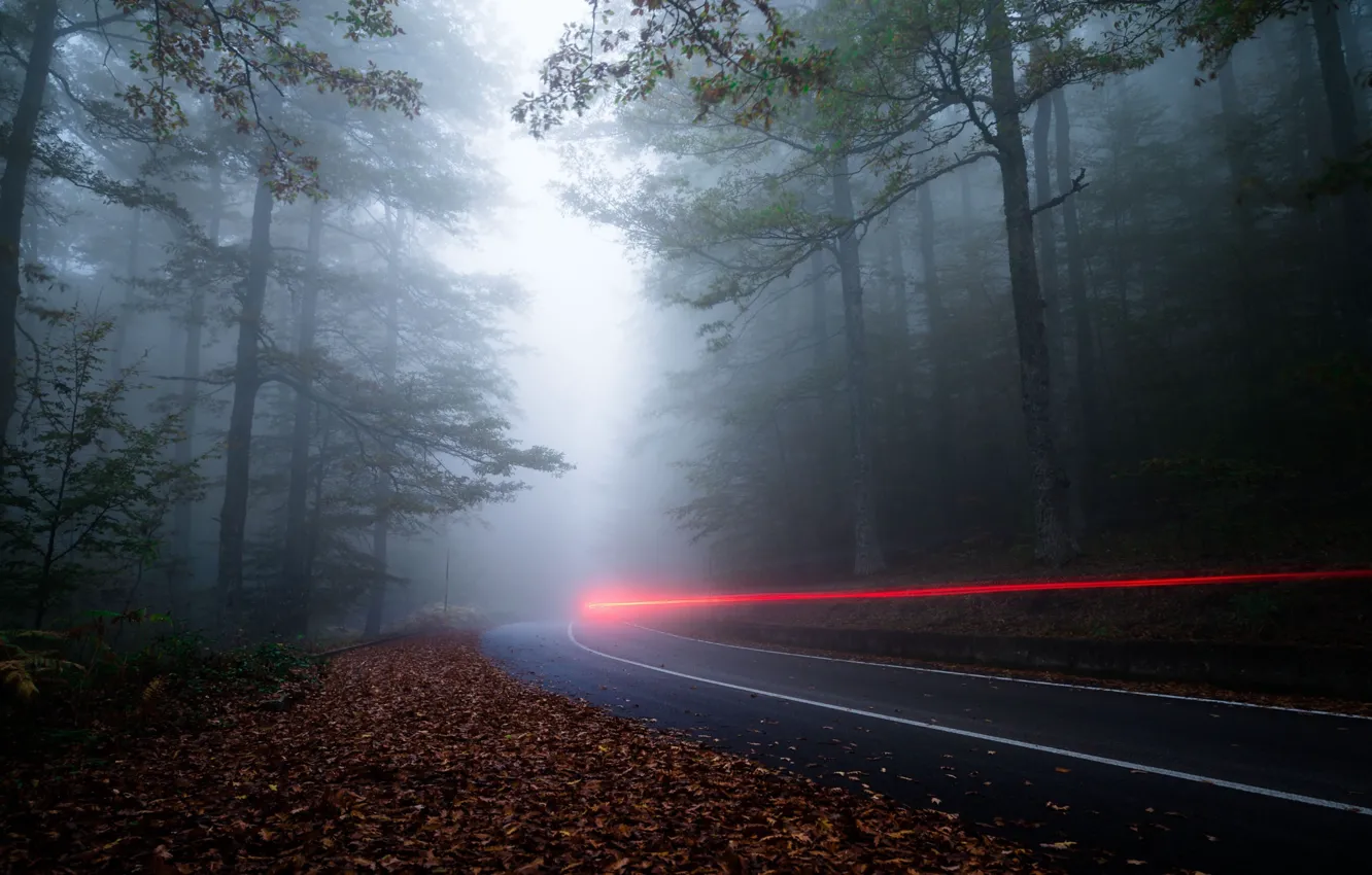Photo wallpaper road, forest, light, nature, fog, the evening, excerpt, haze