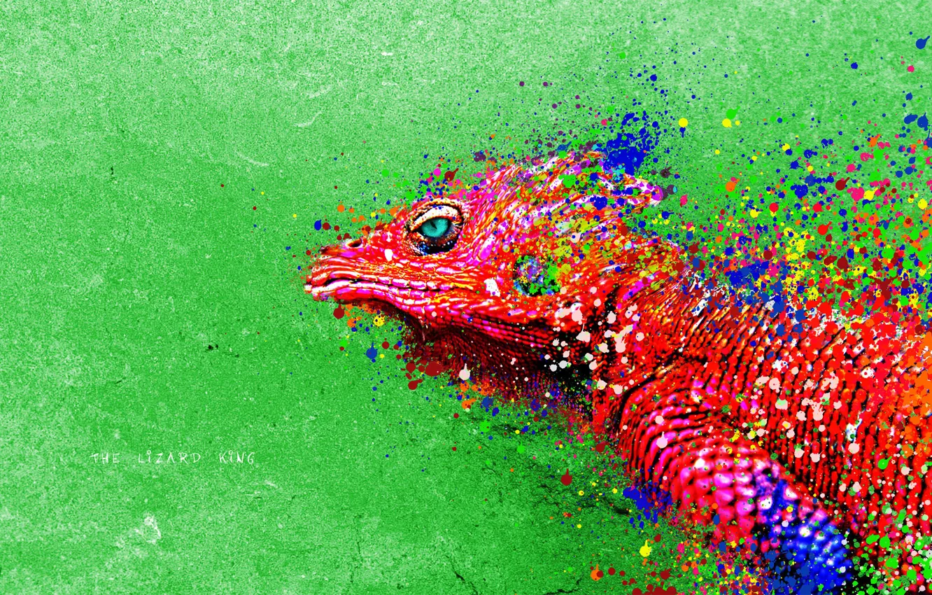 Photo wallpaper color, picture, lizard, Reptile, brightness, iguana