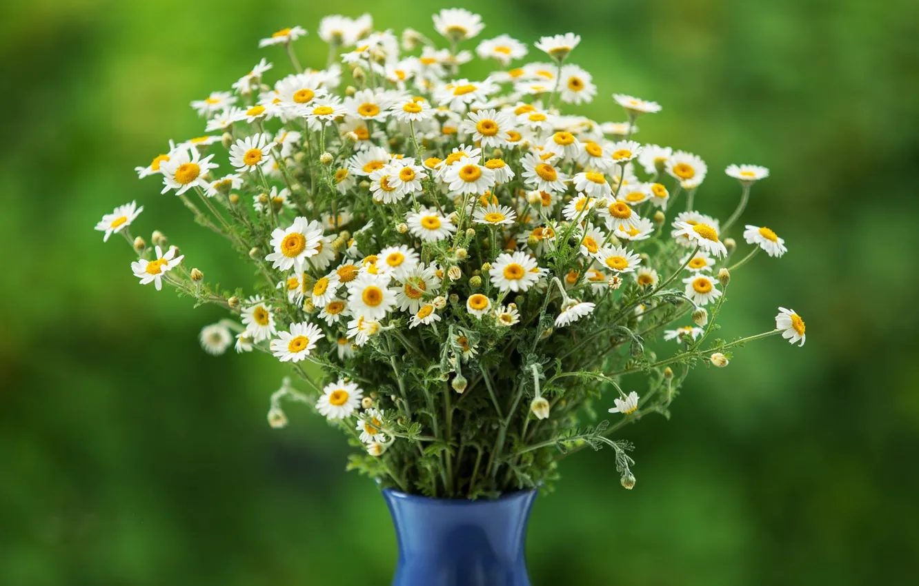 Photo wallpaper chamomile, bouquet, vase, green background