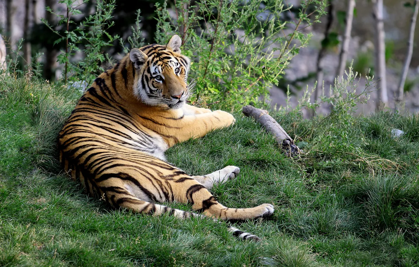 Photo wallpaper grass, tiger, looks