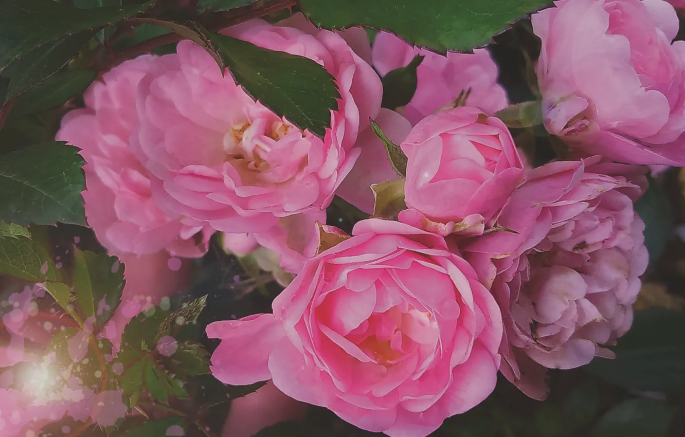Photo wallpaper flowers, rose, plant
