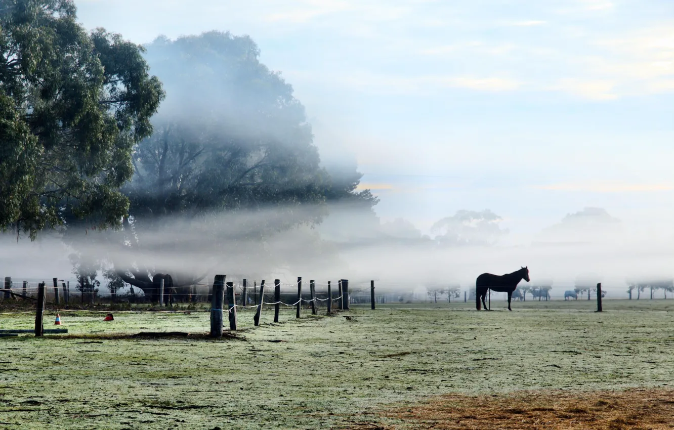 Photo wallpaper nature, fog, horse, morning