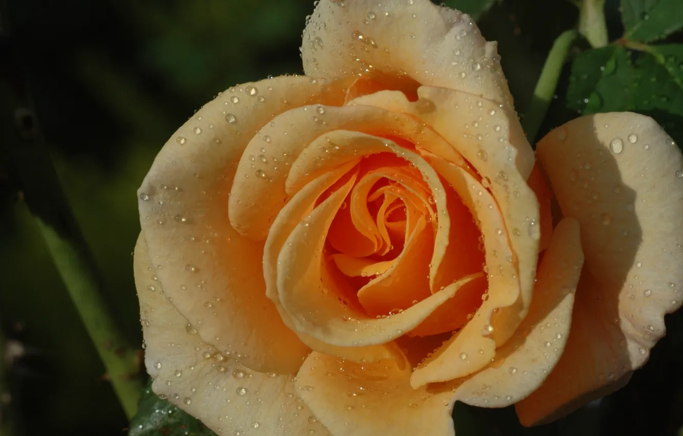 Photo wallpaper drops, macro, roses, petals, buds, yellow rose