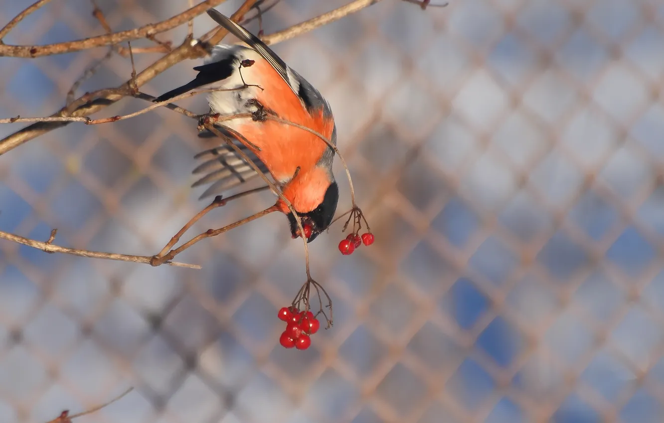 Photo wallpaper winter, nature, bird, bullfinch, photohunt
