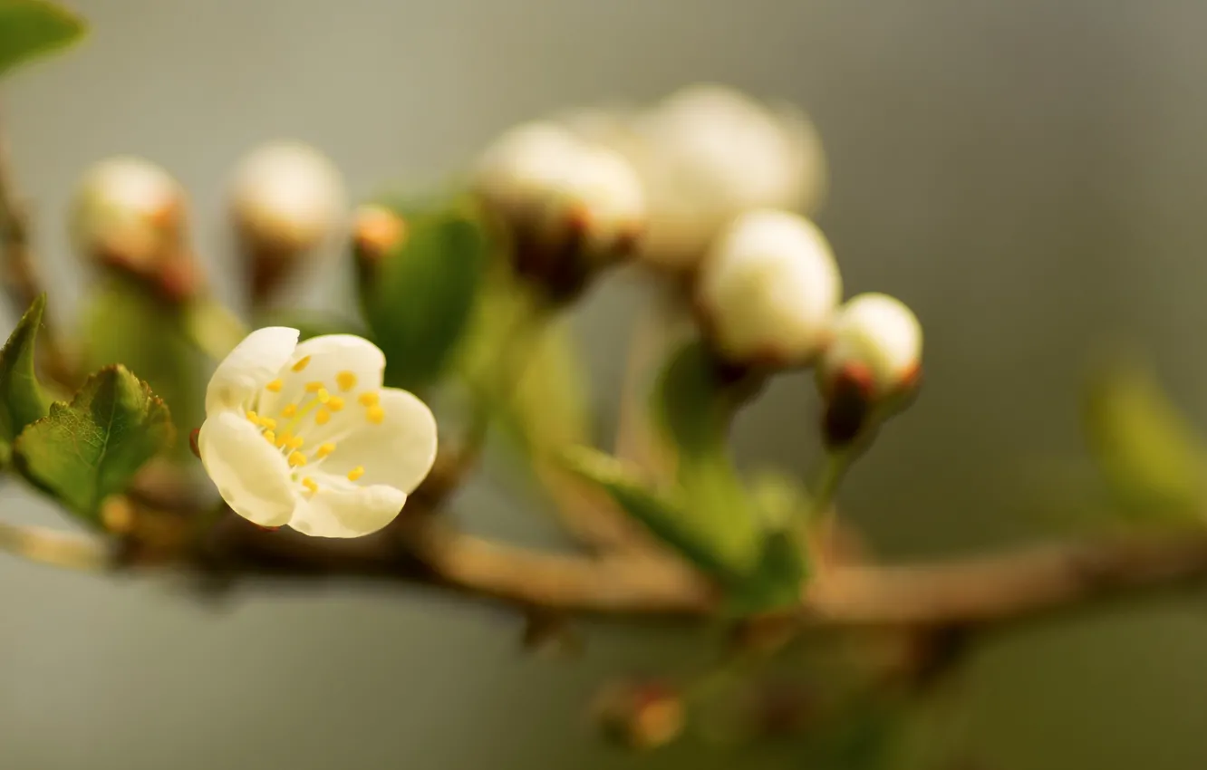 Photo wallpaper branches, spring, quince