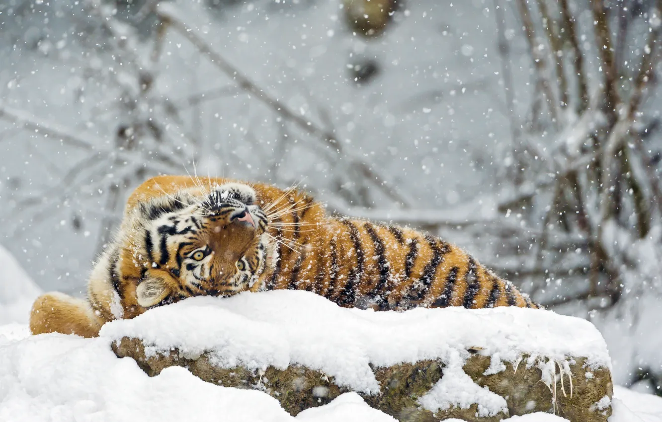 Photo wallpaper winter, snow, predator, big cat, the Amur tiger