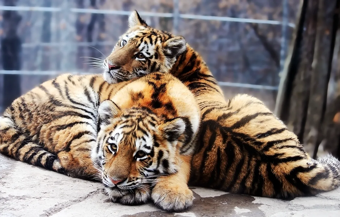 Photo wallpaper the cubs, The Amur tiger, Panthera tigris altaica