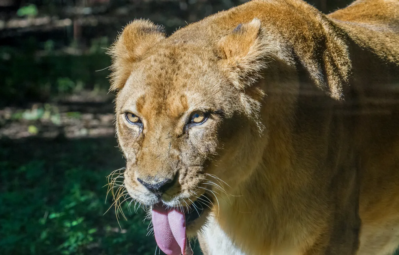 Photo wallpaper language, cat, face, lioness