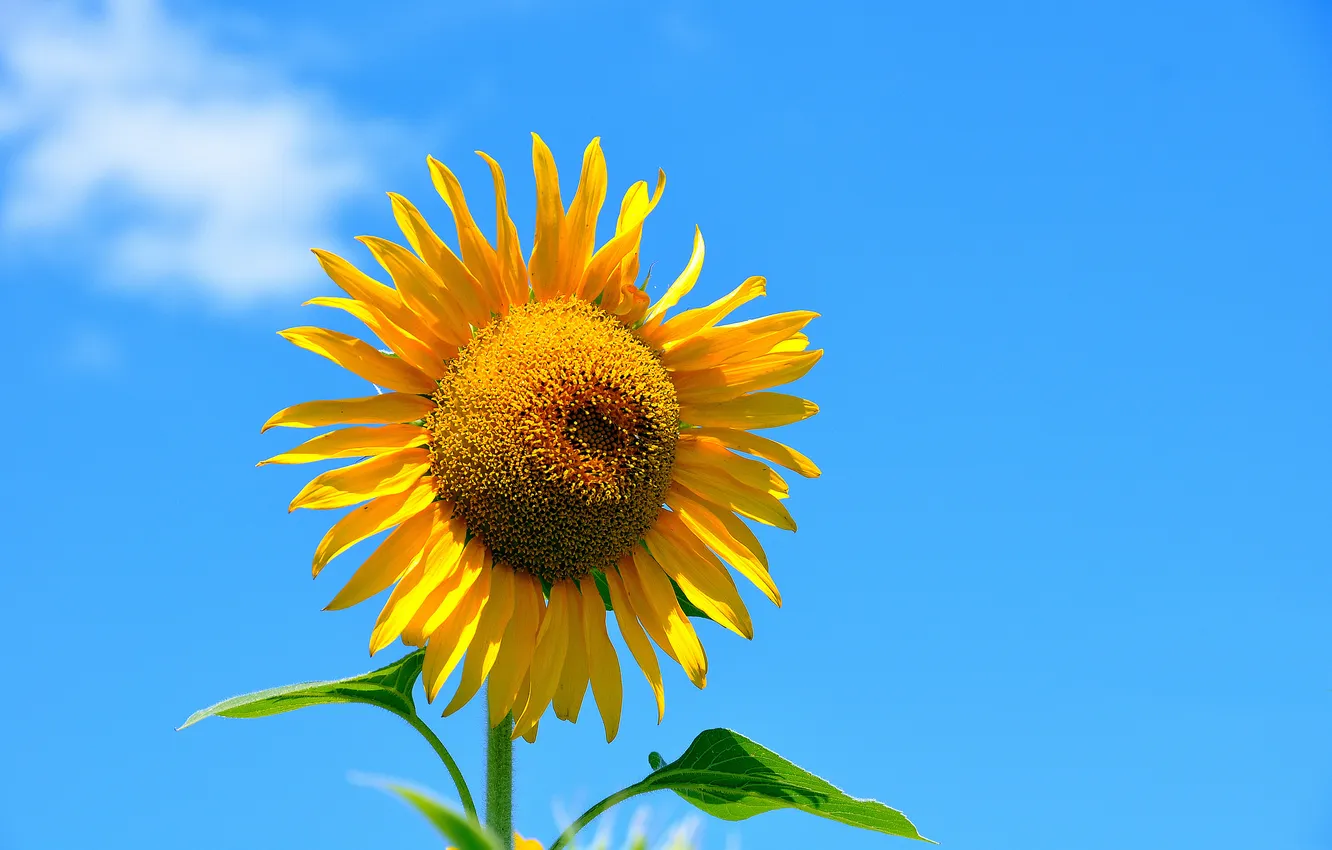 Photo wallpaper the sky, macro, sunflowers, petals