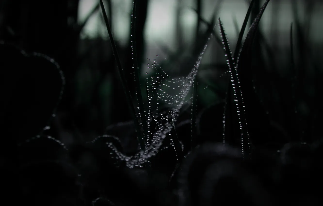 Photo wallpaper grass, drops, web