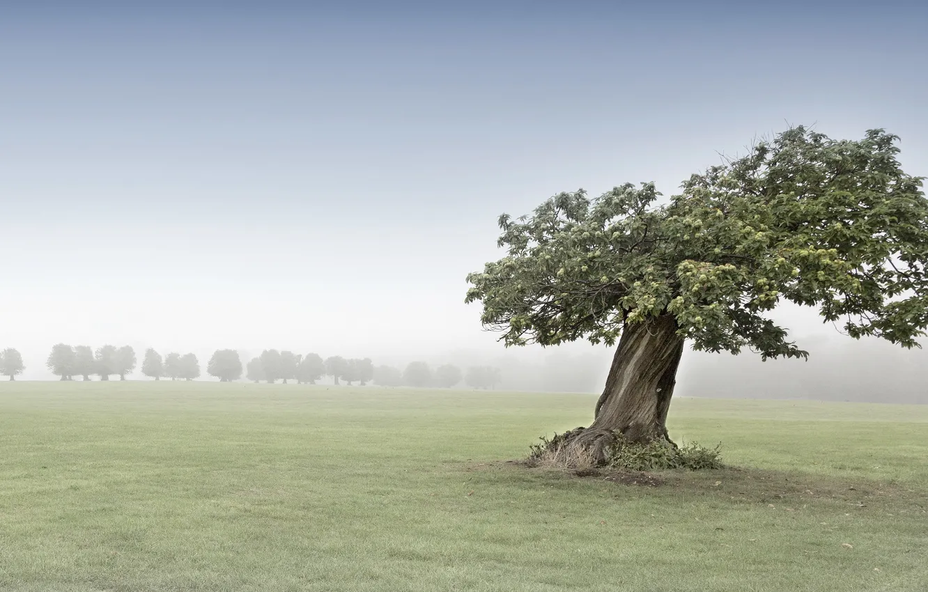 Photo wallpaper field, fog, tree