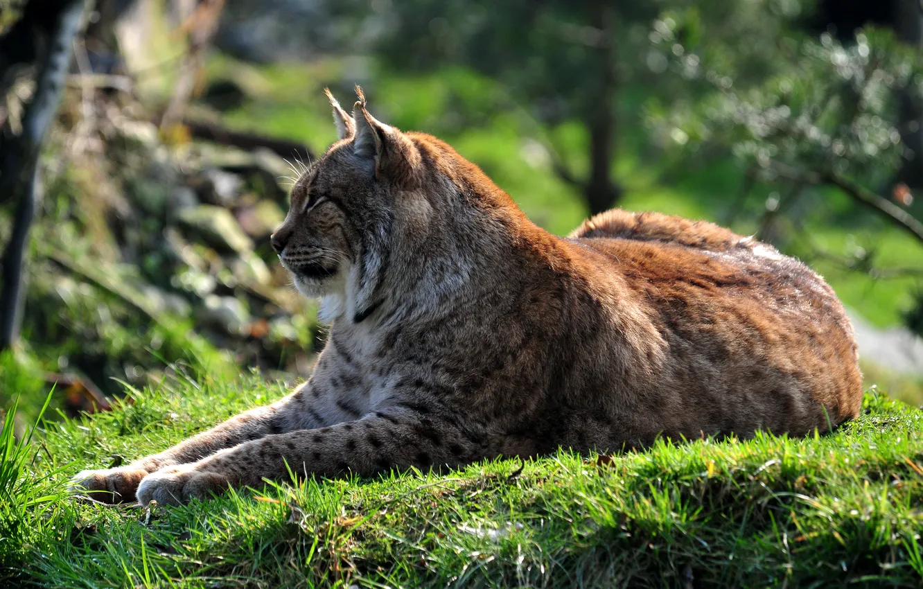 Photo wallpaper cat, grass, stay, profile, lynx
