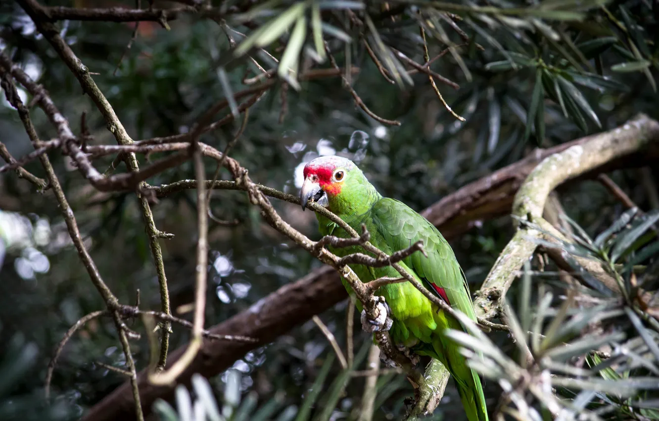 Photo wallpaper bird, Tree, parrot, Ara