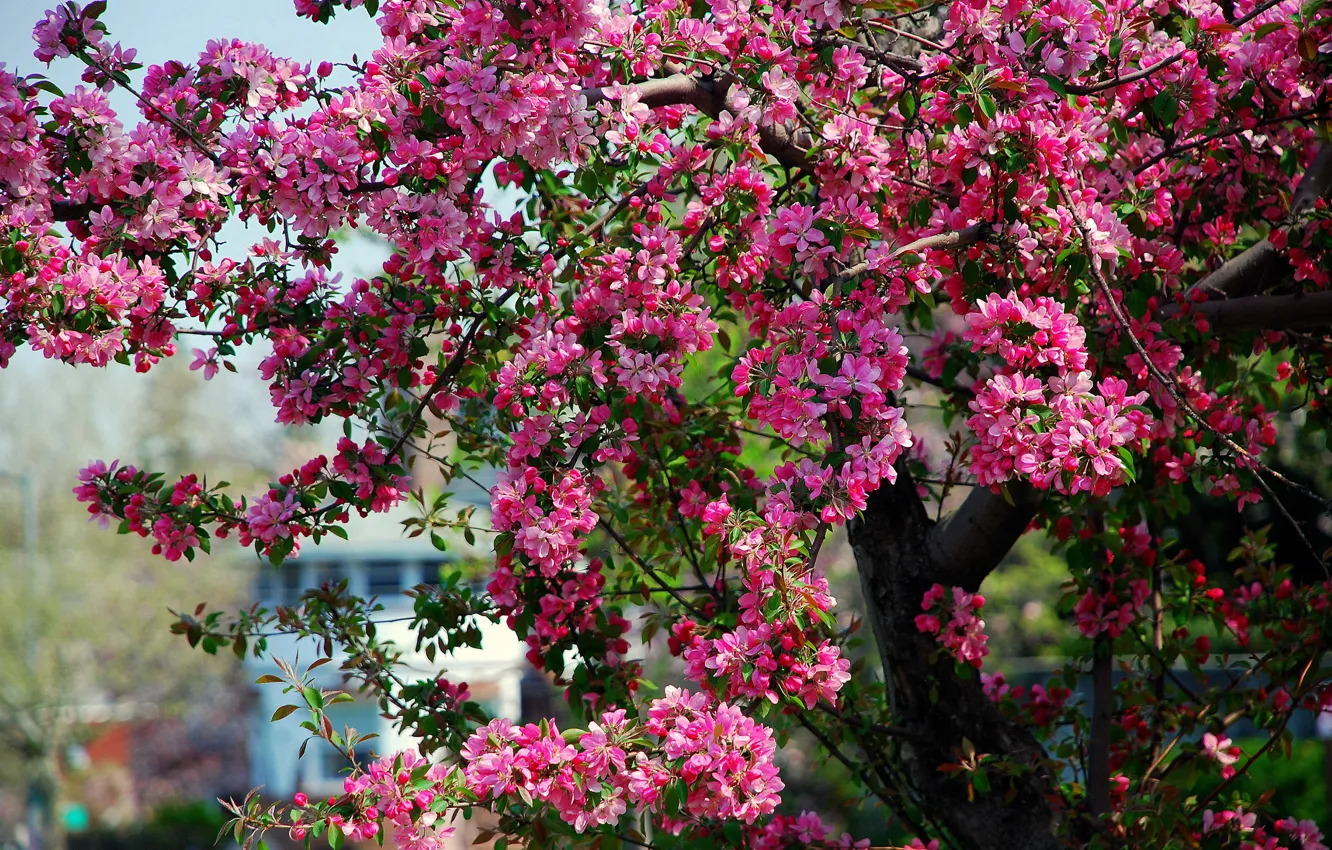 Photo wallpaper tree, spring, pink, Apple, flowering, flowers