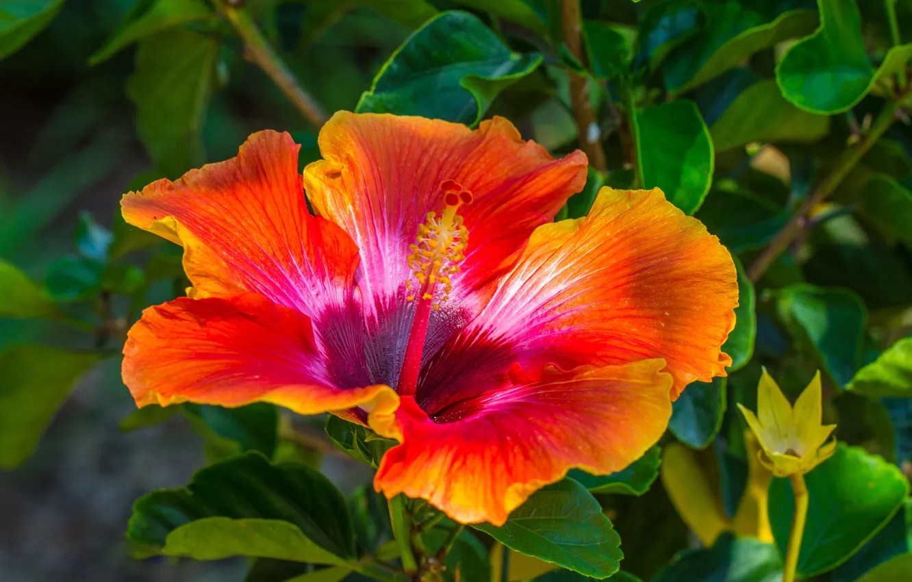 Photo wallpaper greens, leaves, macro, flowers, orange, red, background, bright