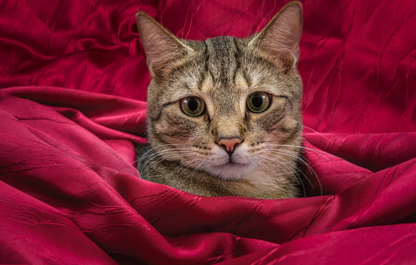 Photo wallpaper cat, cat, look, portrait, fabric, face