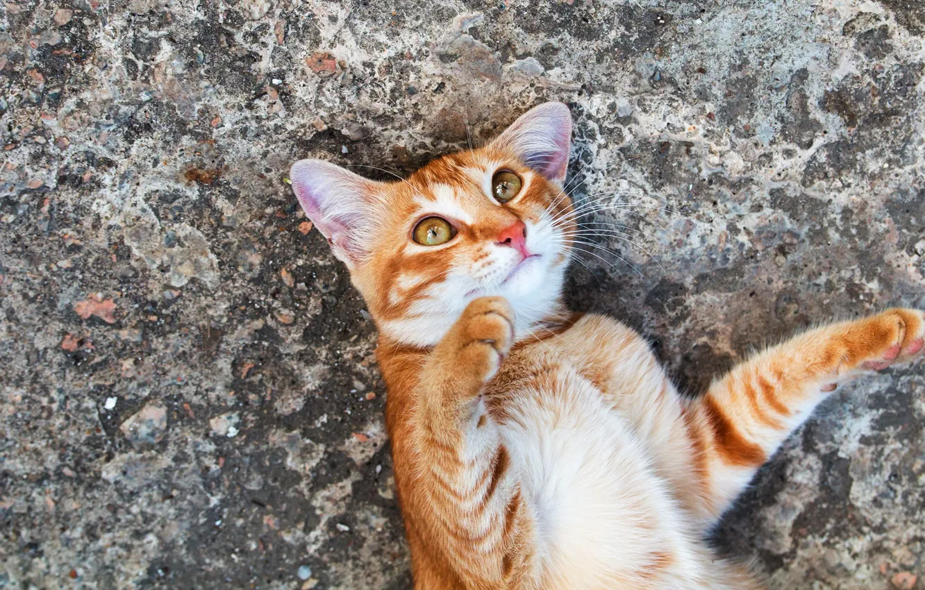 Photo wallpaper cat, cat, look, asphalt, pose, paws, red, lies