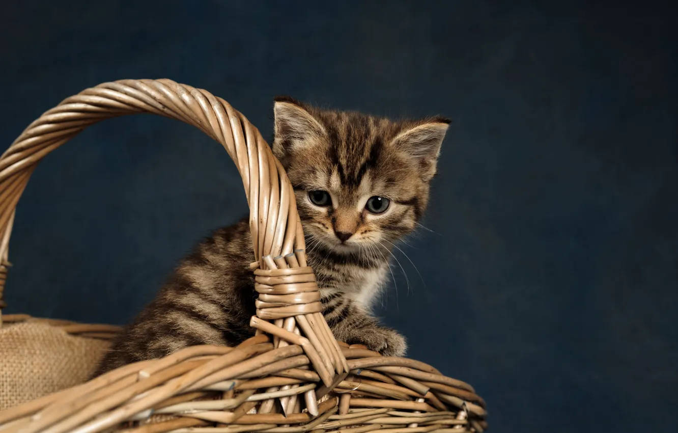 Photo wallpaper background, basket, baby, kitty