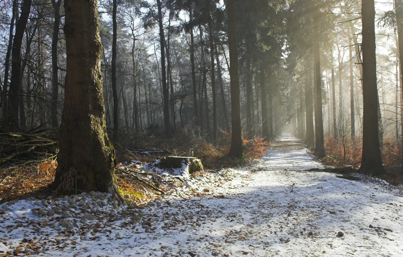 Photo wallpaper winter, road, autumn, forest, trees, nature, beauty, morning