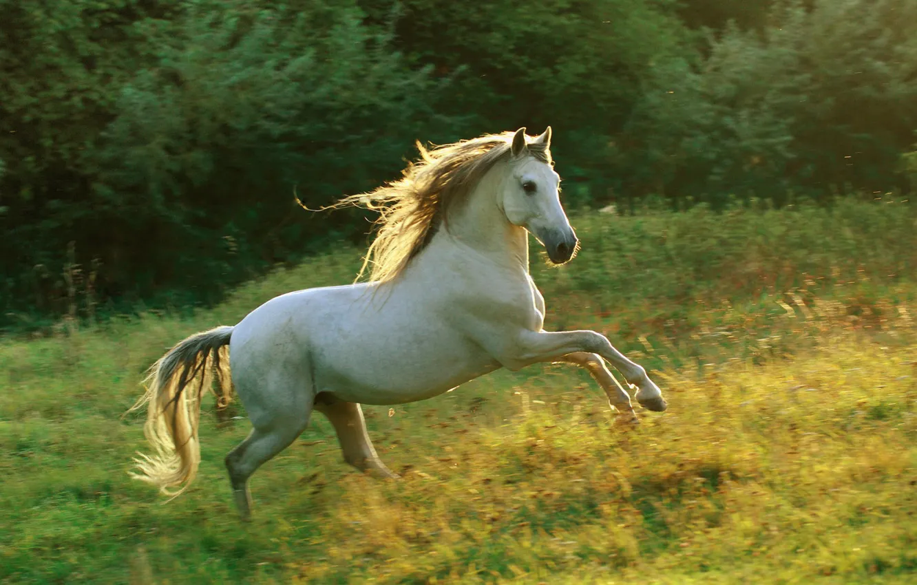 Photo wallpaper horse, meadow, running