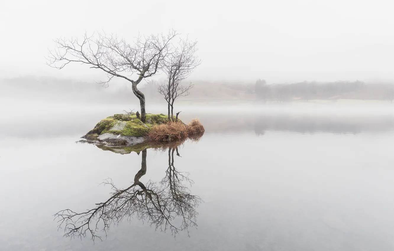 Photo wallpaper trees, fog, lake