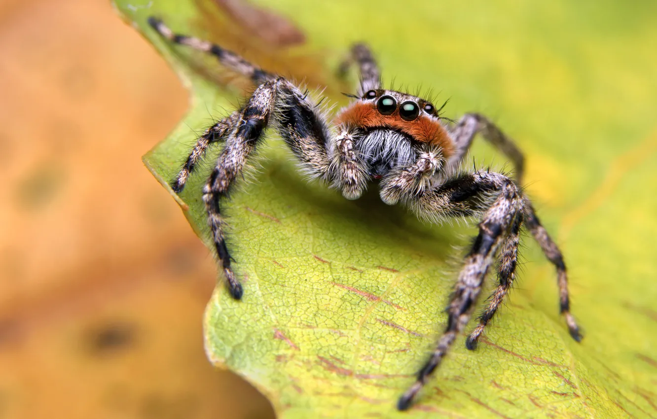 Photo wallpaper macro, background, spider, scout, leaves, mohnatyi, friendly, jumper