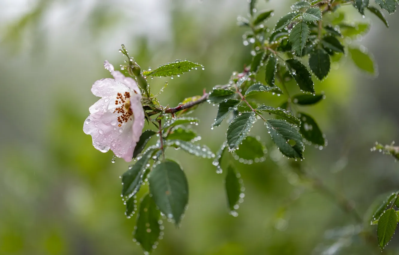 Photo wallpaper leaves, water, drops, flowers, branches, nature, briar