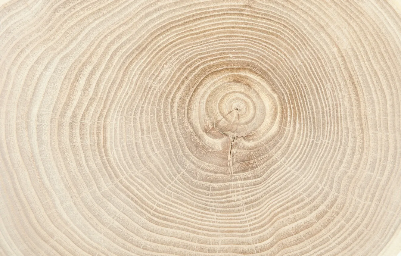 Photo wallpaper texture, circles, background, pattern, old, tree, ring, timber