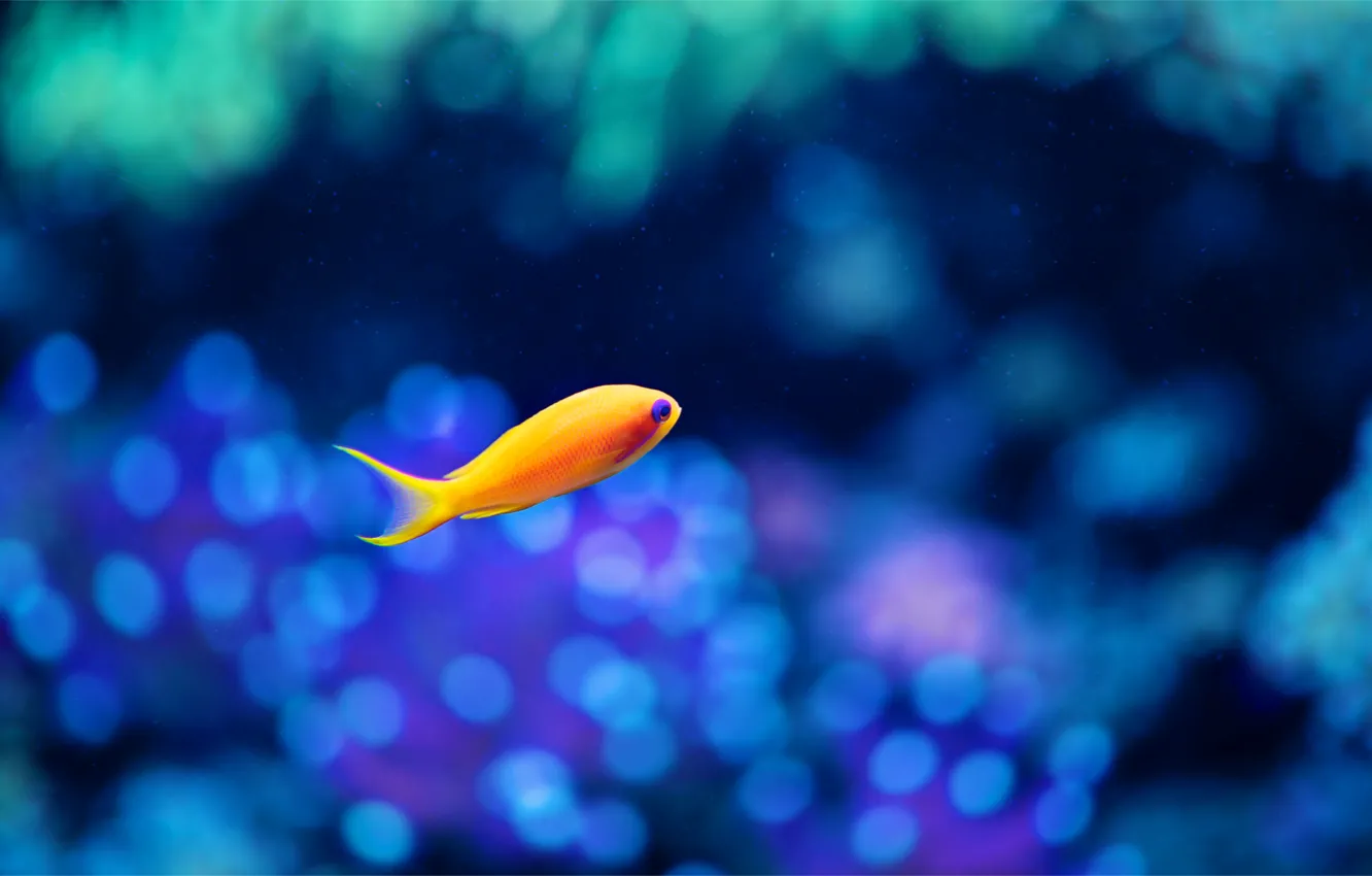 Photo wallpaper glare, background, aquarium, fish, blur, Fish, yellow
