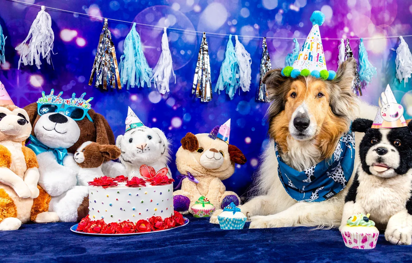 Photo wallpaper dogs, look, face, pose, holiday, toys, dog, cake