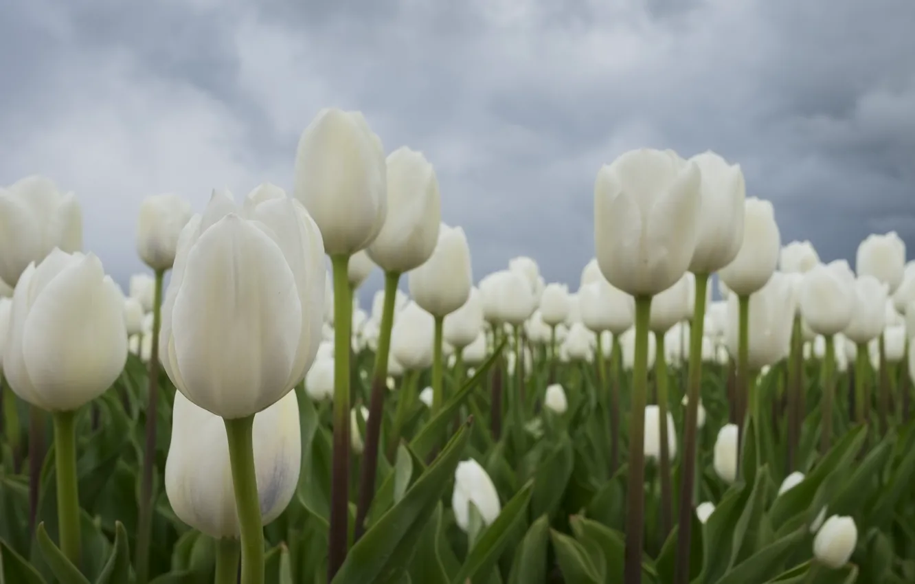 Photo wallpaper Tulips, white, buds