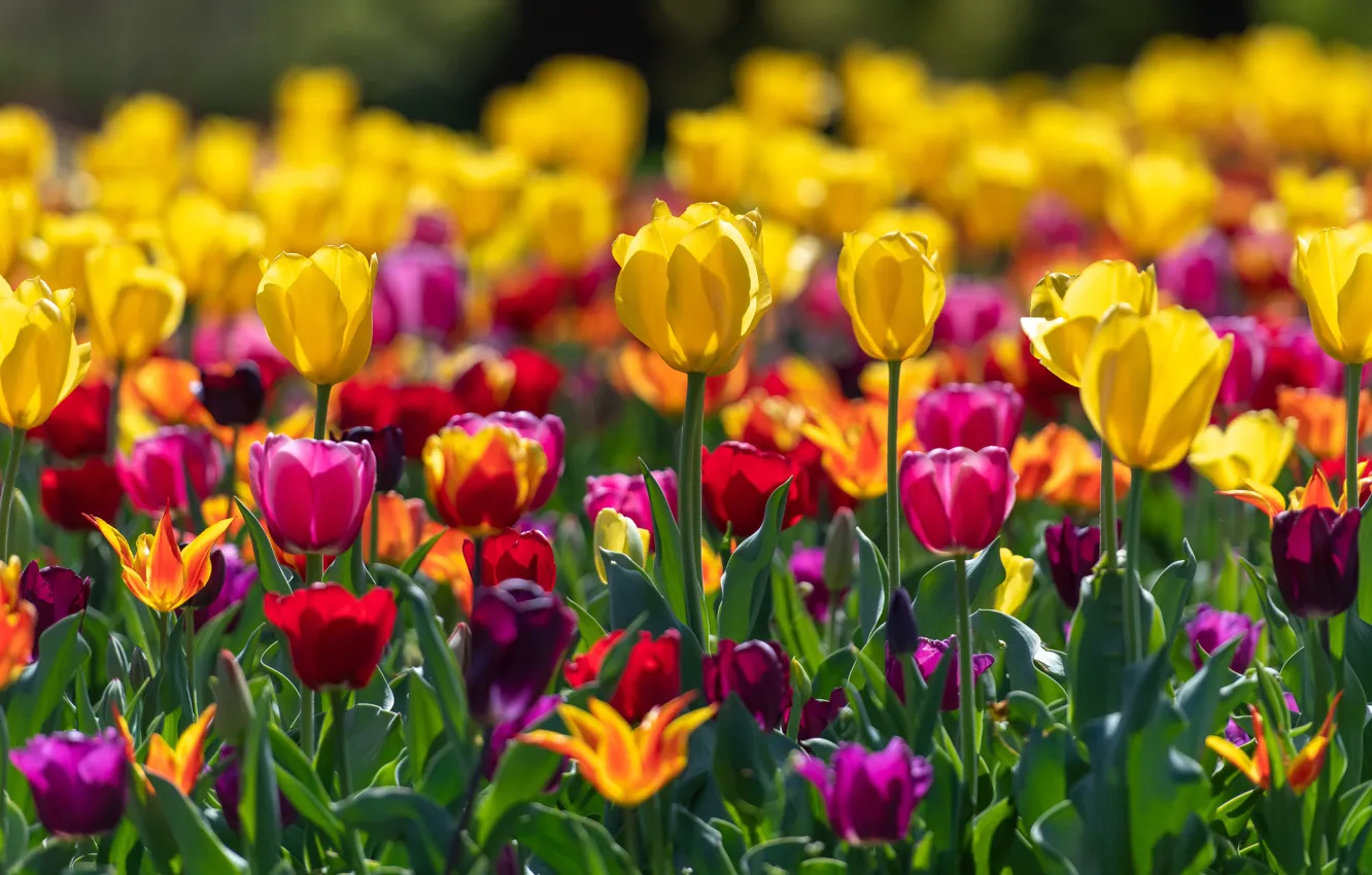 Photo wallpaper tulips, buds, colorful, a lot, bokeh