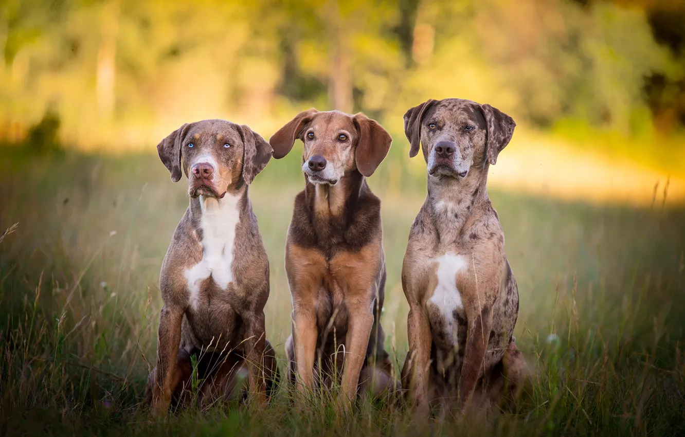 Photo wallpaper dogs, trio, friends